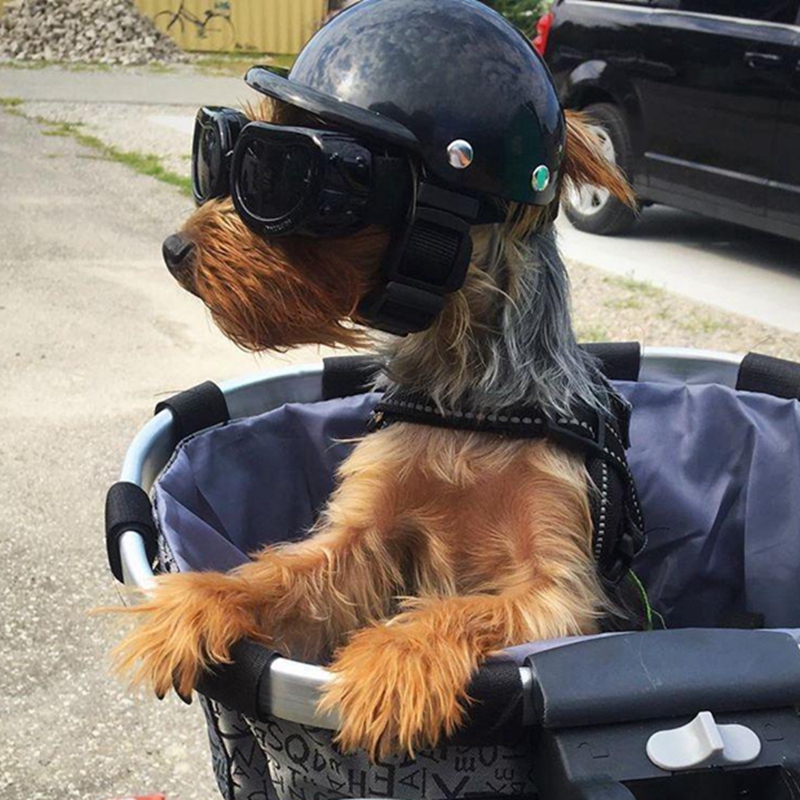 Capacetes para animais de esti - Commuting By Bike avaliação e preço